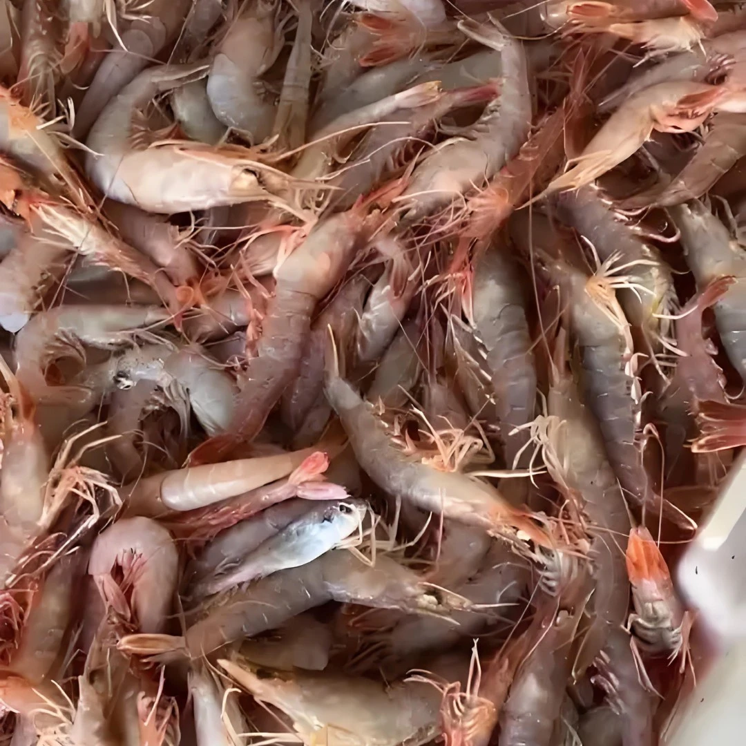 【虾 虾】  以直播间为准   顺丰发货，有大有小