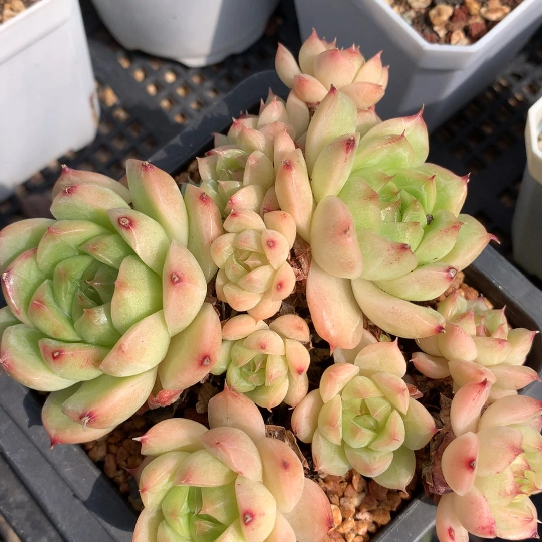 0902-05 麦杆优选
