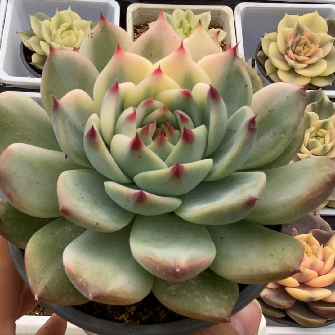 411锦锦锦锦锦锦锦锦