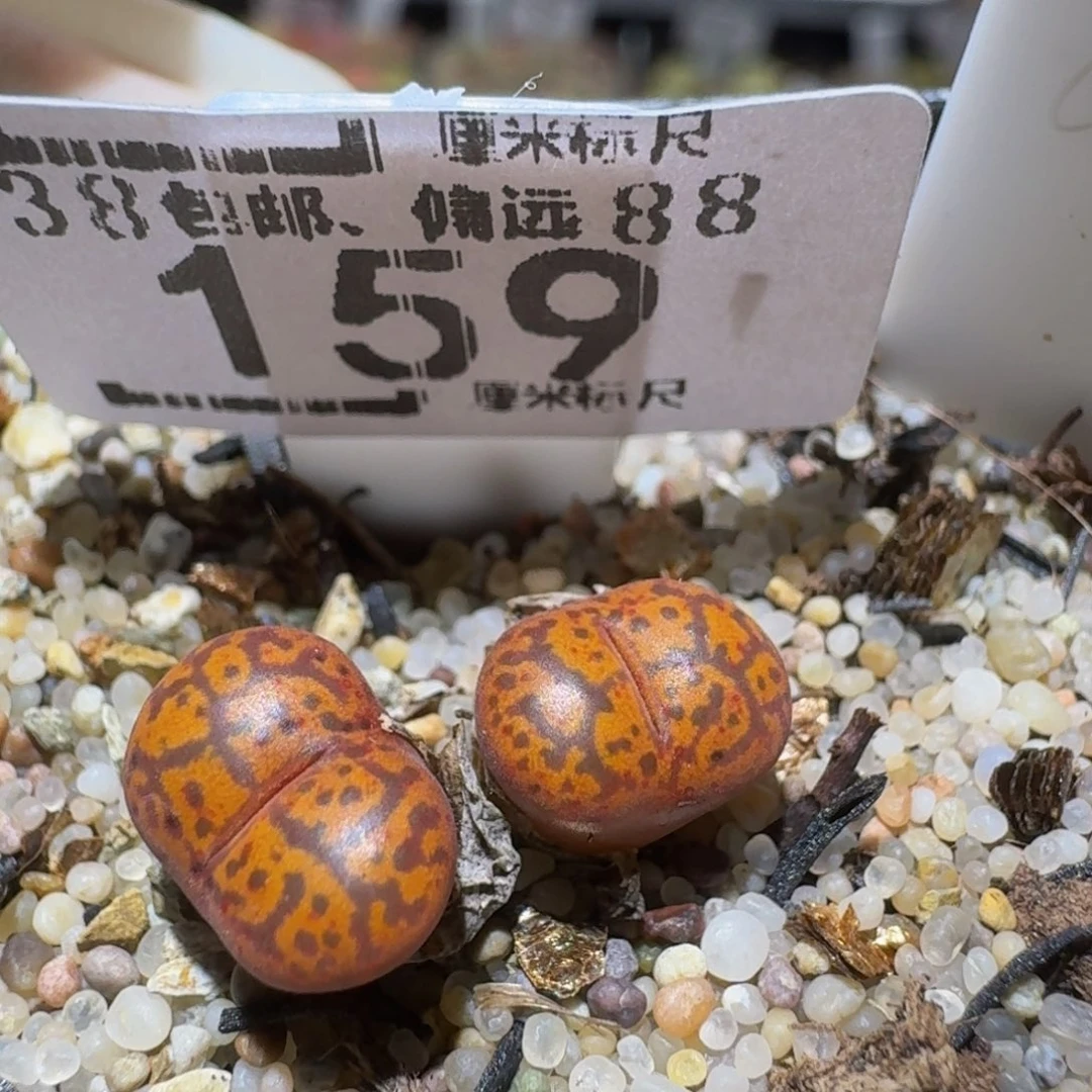 Ssss精品生石花159