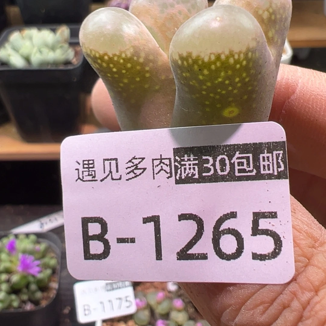 多肉植物11111111111