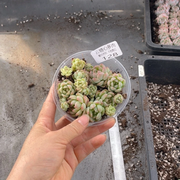 云糖心多肉植物128