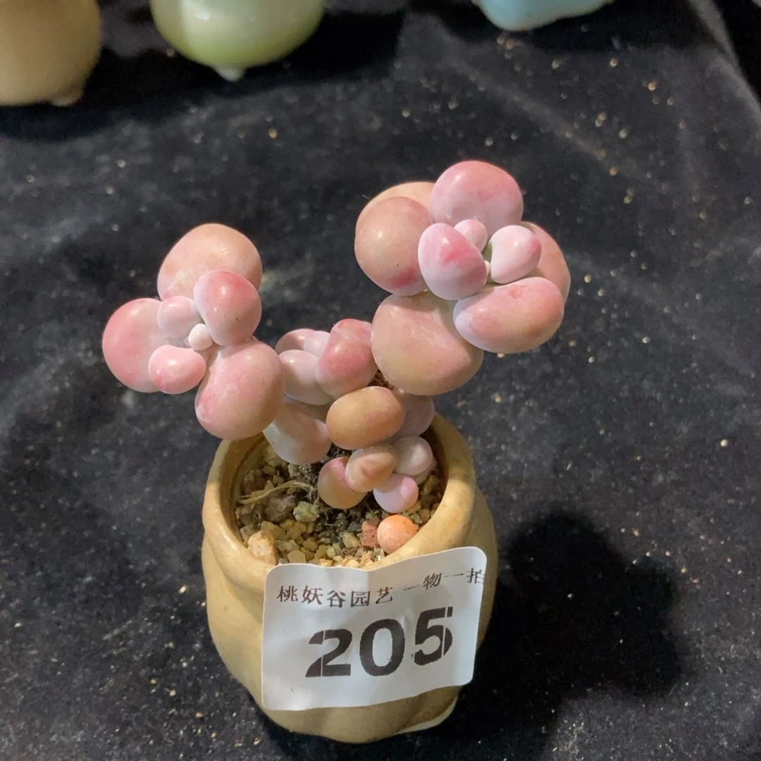 205糖果腰子蛋带盆土