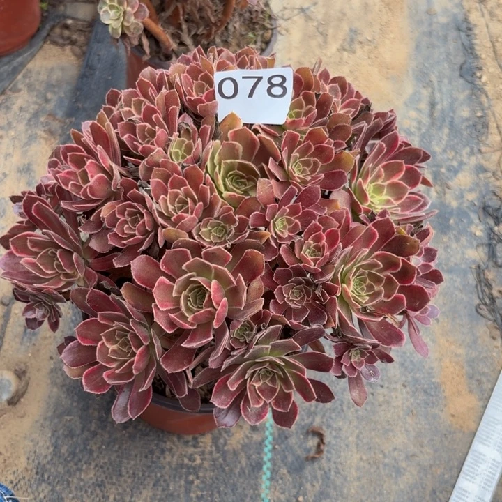 金丝缕多肉植物不包损078