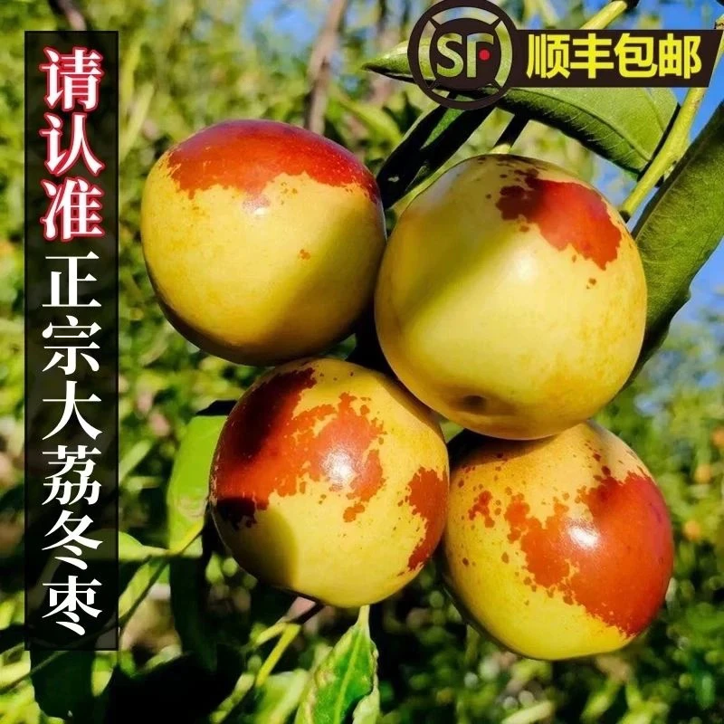 【多仓发货/顺丰次日达】陕西大荔冬枣净重4斤装 脆甜多汁丰富新鲜陕西省