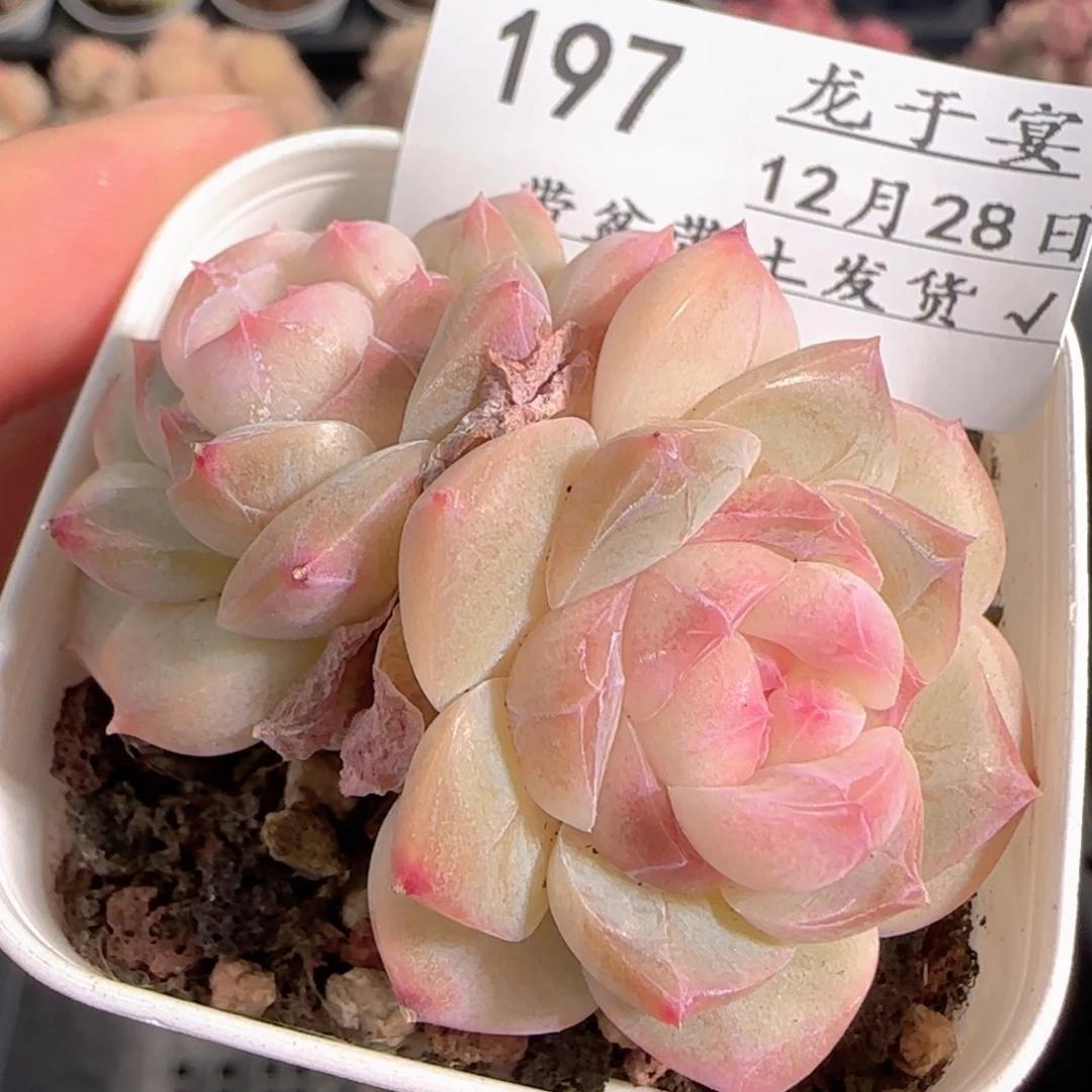 多肉1228-197糖心糖心