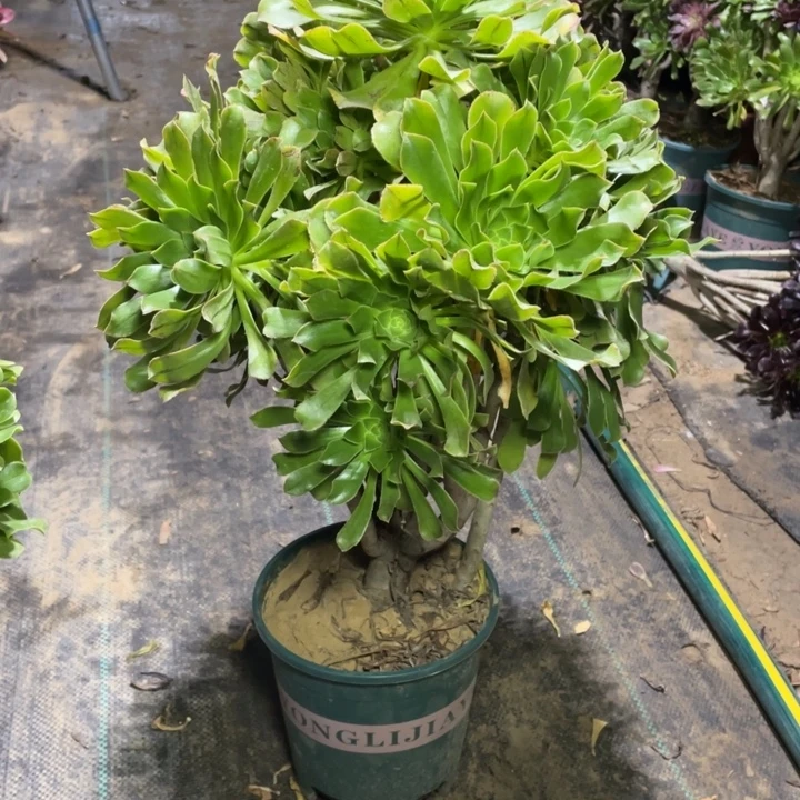 53原始绿法师缀化多肉植物