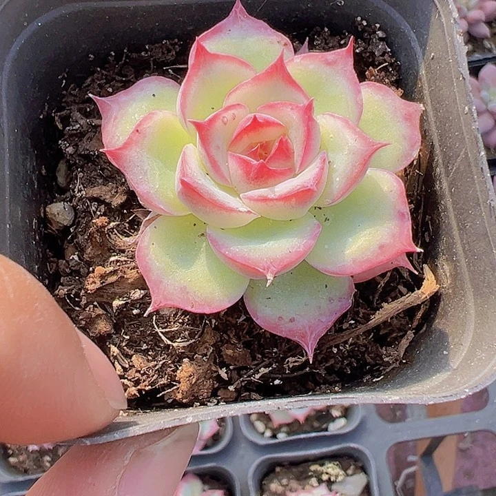 侧影精品多肉植物大战