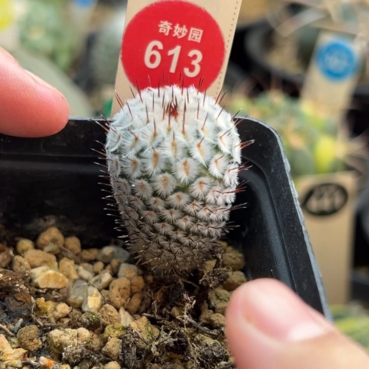 实生直刺佩雷2.3cm