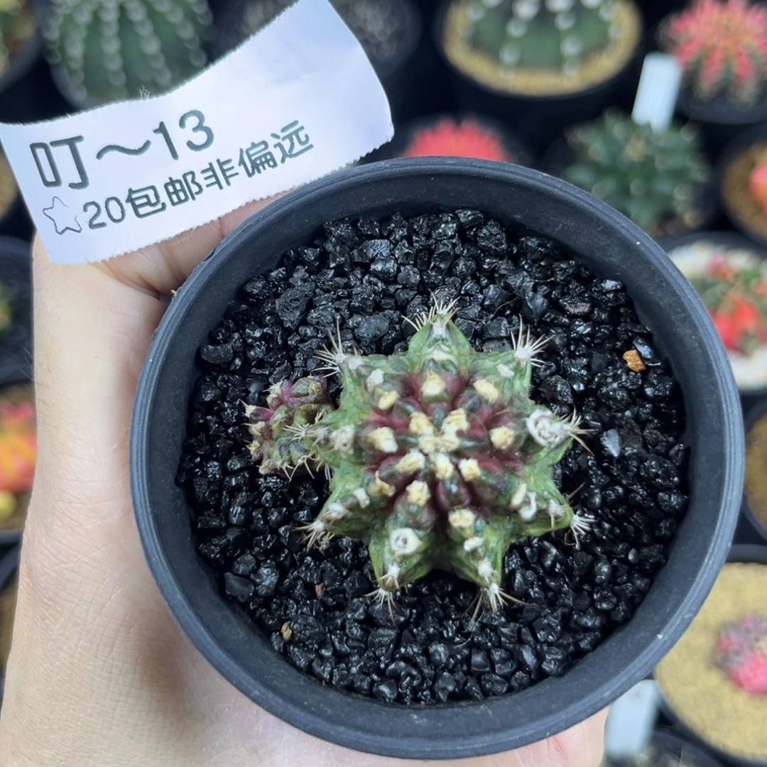 小羔绒海神^^^^^^^^^^