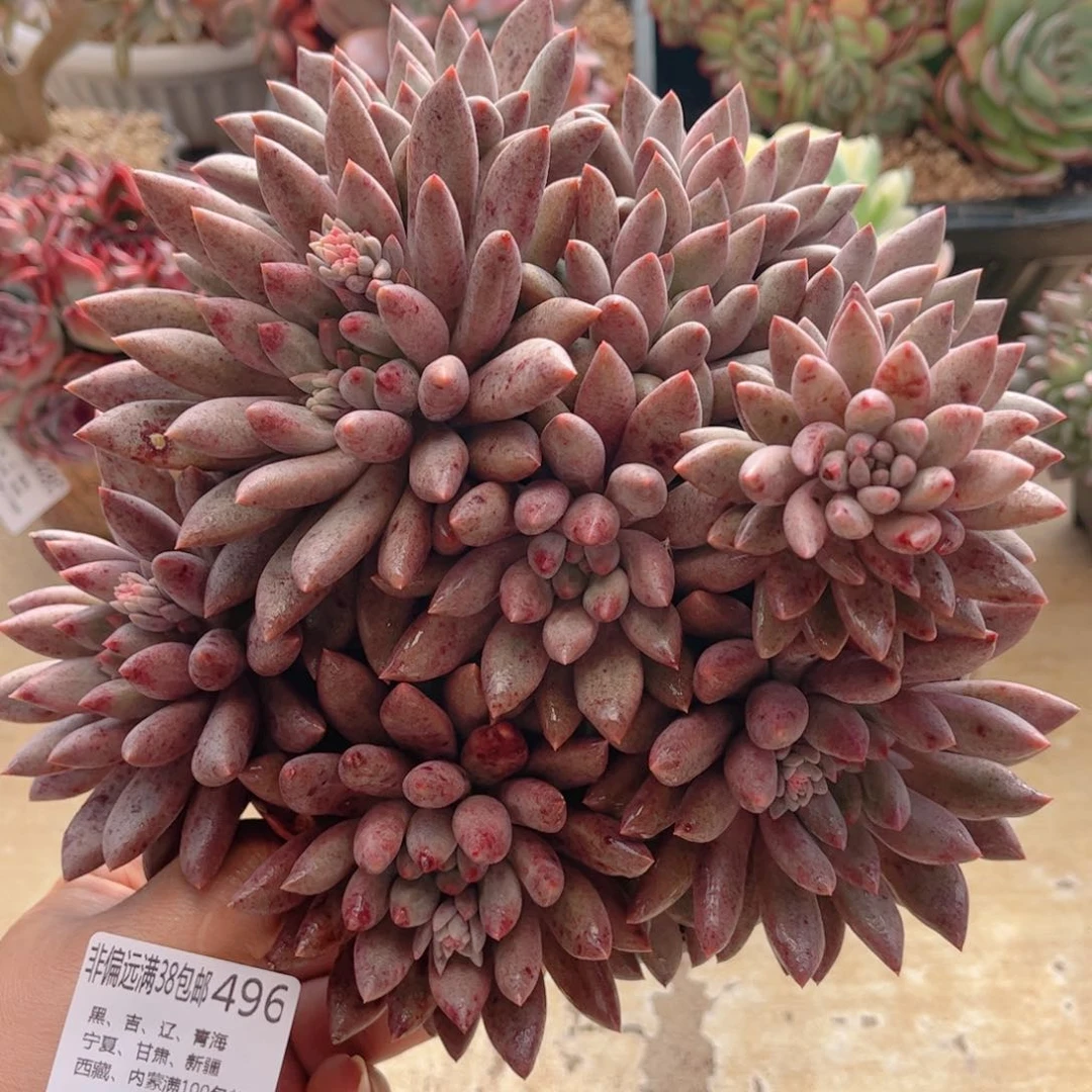 496水晶球德华多肉