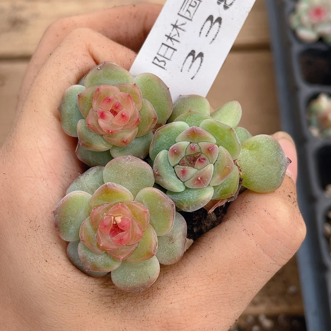 多肉植物多肉植物338