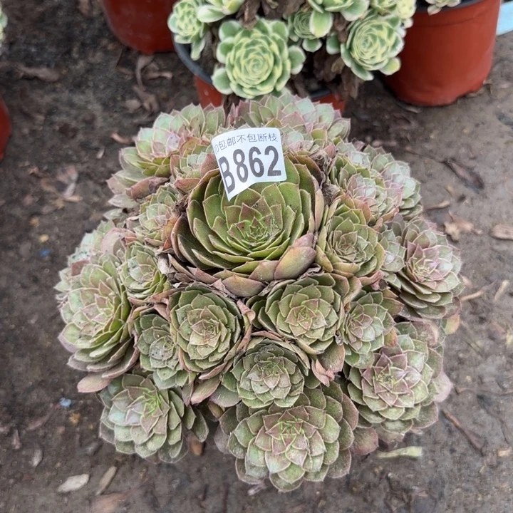 红魔……多肉植物……
