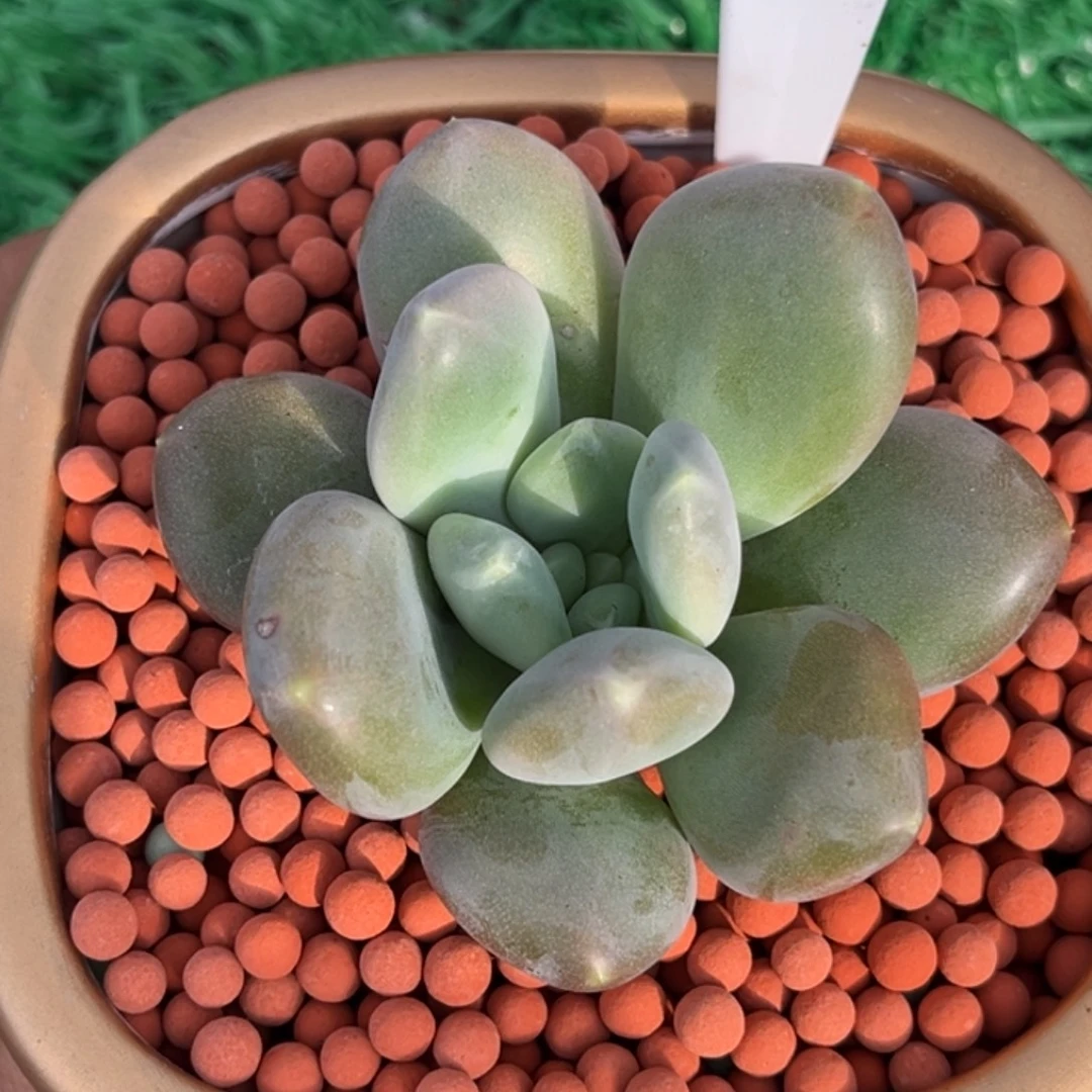 奶龙多肉植物单头959