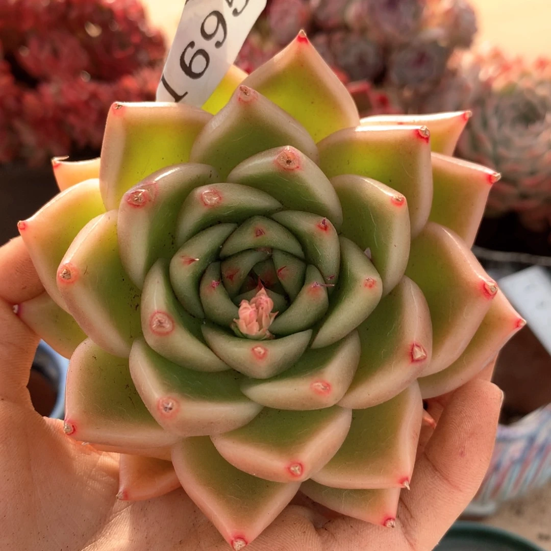 1695杂交多肉植物