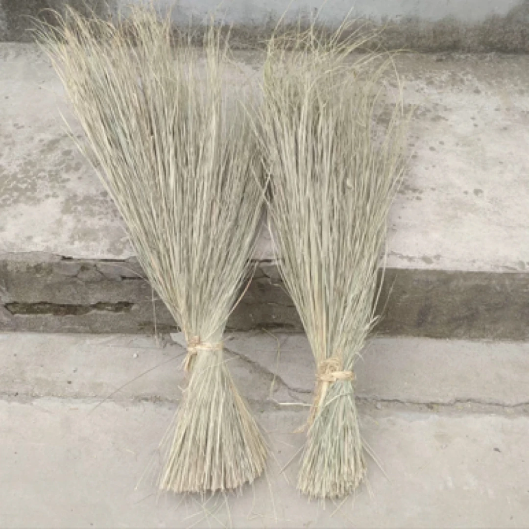 鸽子野生絮窝油草