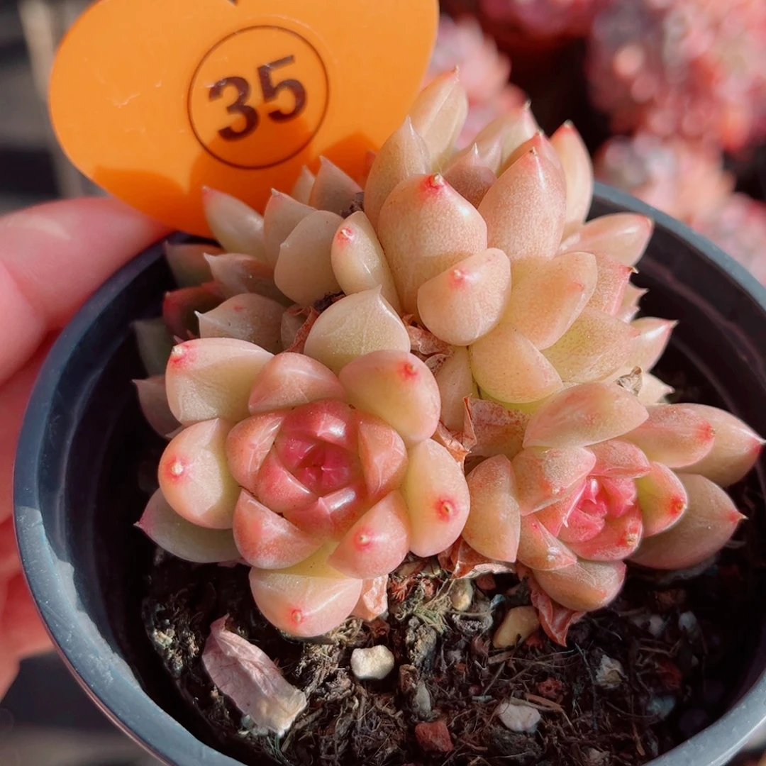 35号小老桩珍妮群