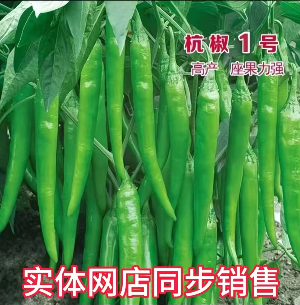 杭椒种子杭椒一号嫩香樟树椒正宗江西脆香辣薄皮羊角牛角尖线椒