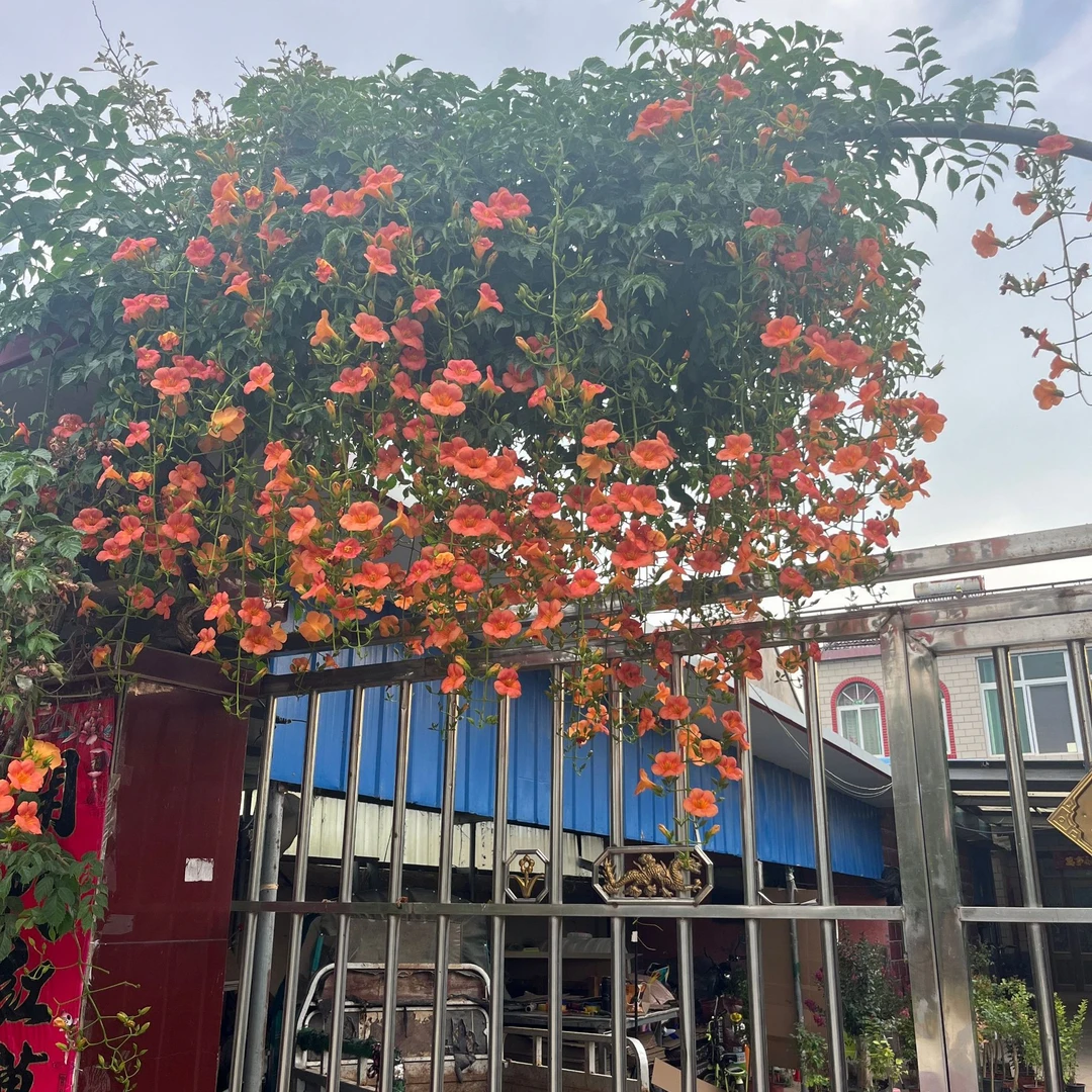 爬藤植物凌霄花大苗盆栽地栽植物正版中华凌霄倒挂金钟庭院苗木
