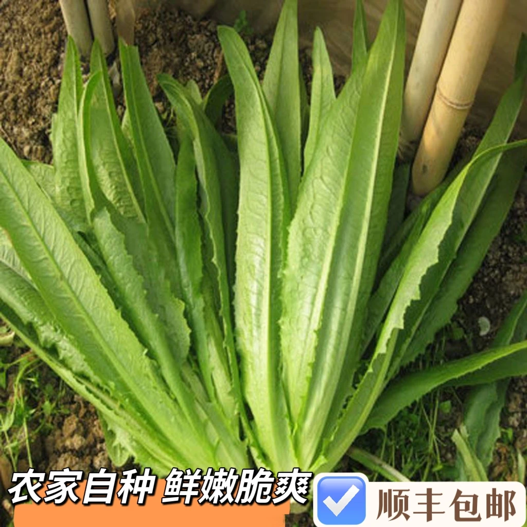 新鲜油麦菜香麦菜凤尾菜火锅时令蔬菜农家自种现摘现发 顺丰包邮