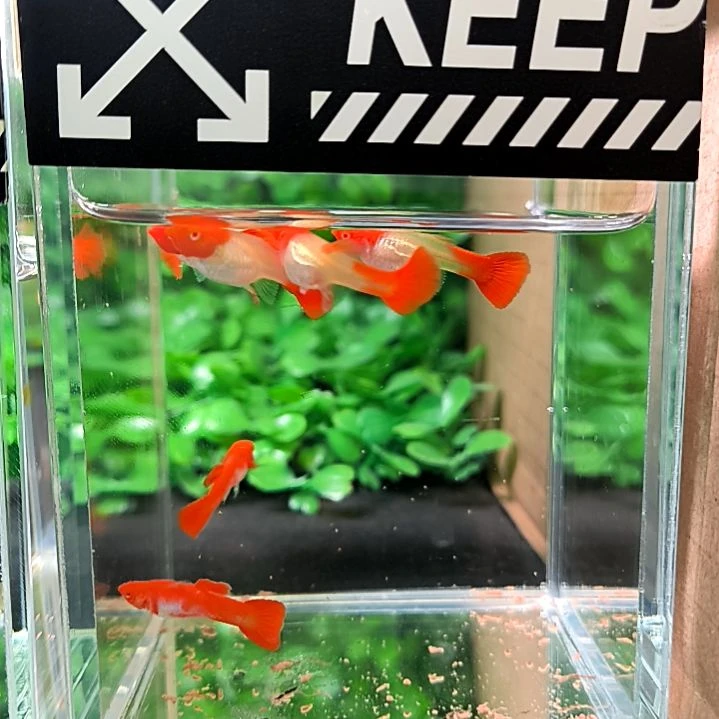 孔雀鱼鸿运当头，三公三母。