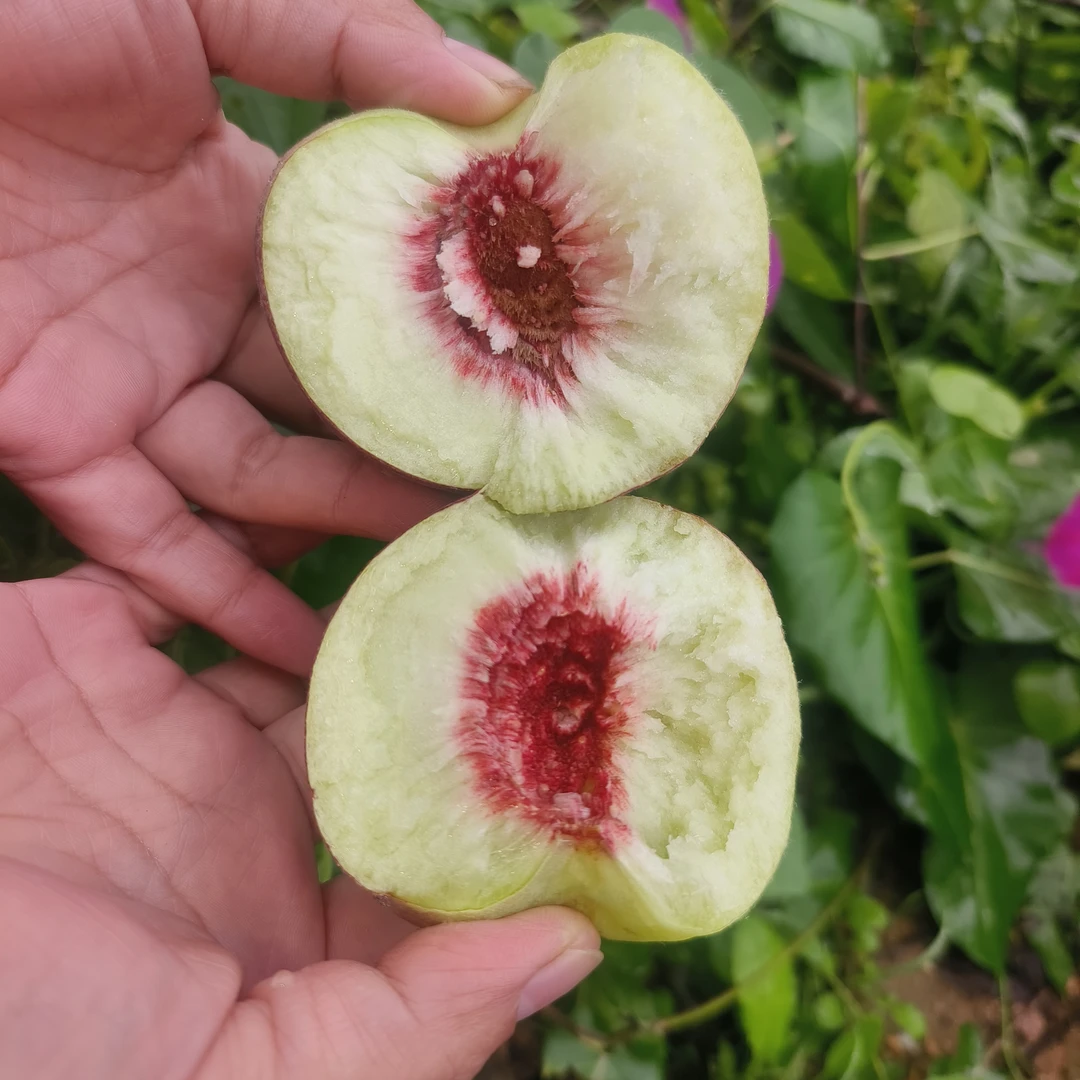 30年老品种临朐大蜜桃，自种