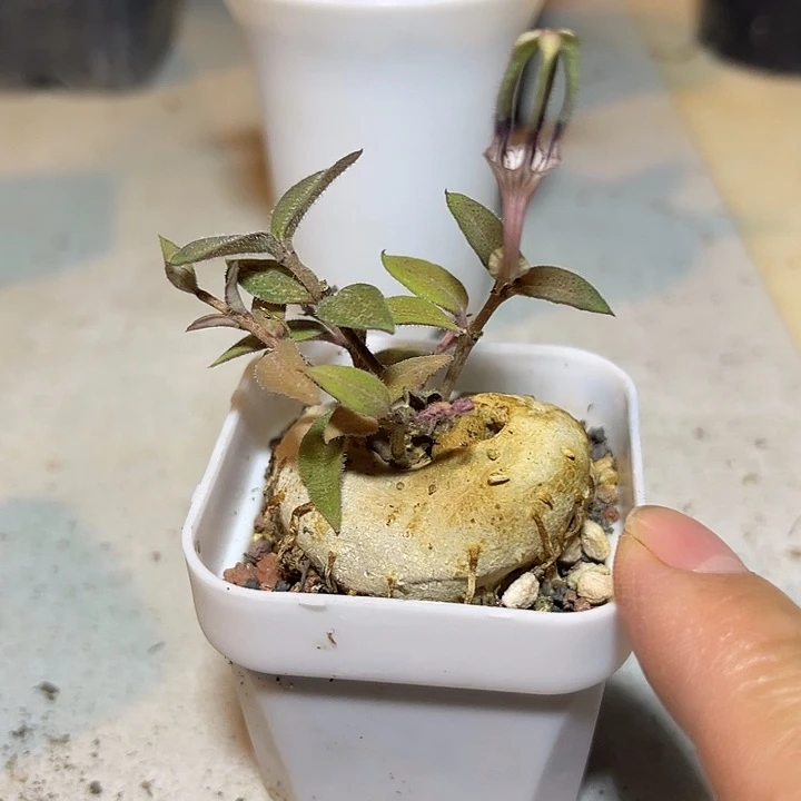 实生玉扣球兰一物一拍