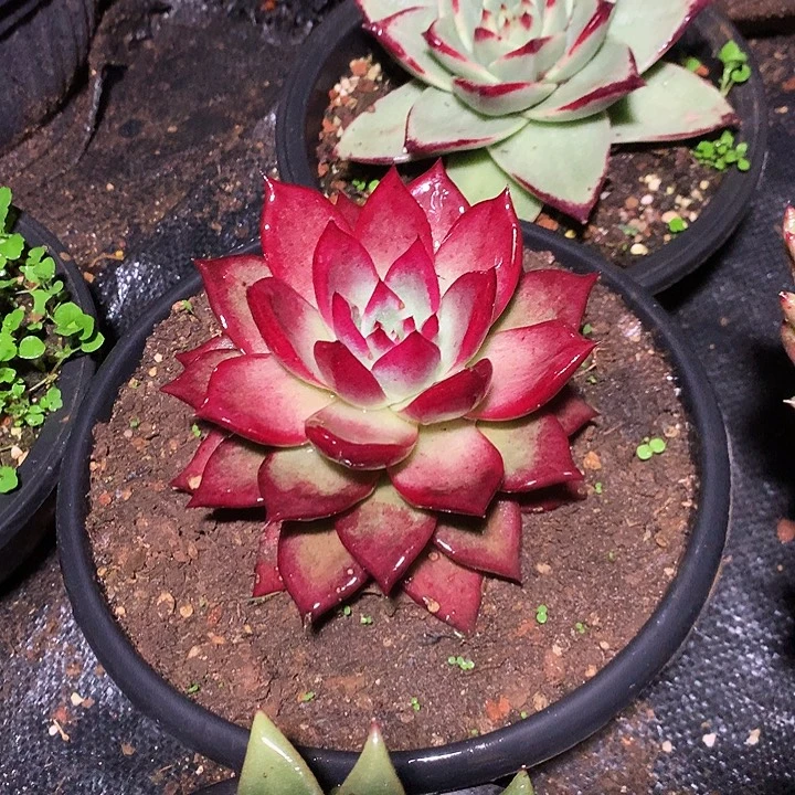 美肉特价活动开始啦