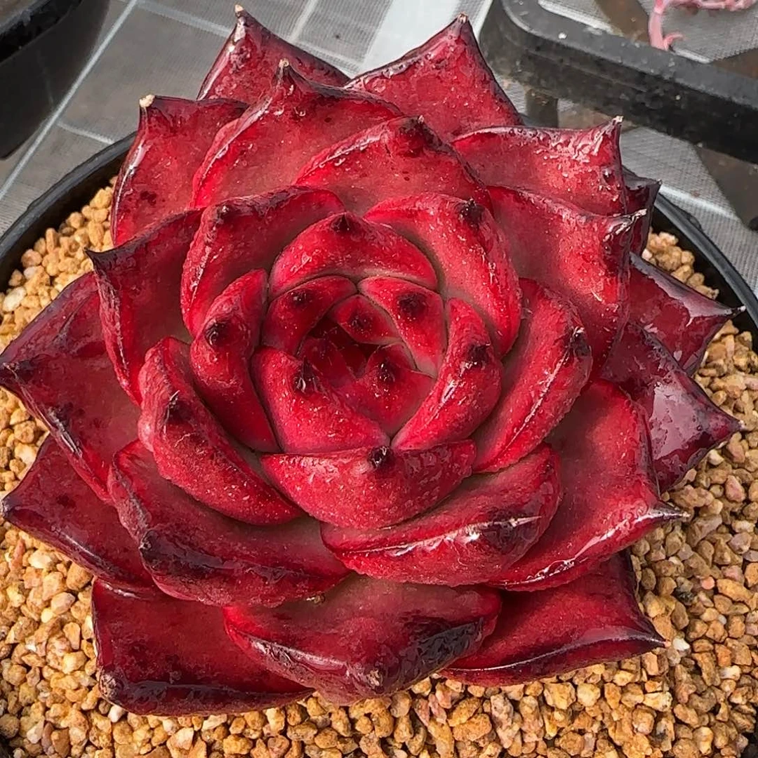 从前慢花园精选彩色吉拉姆