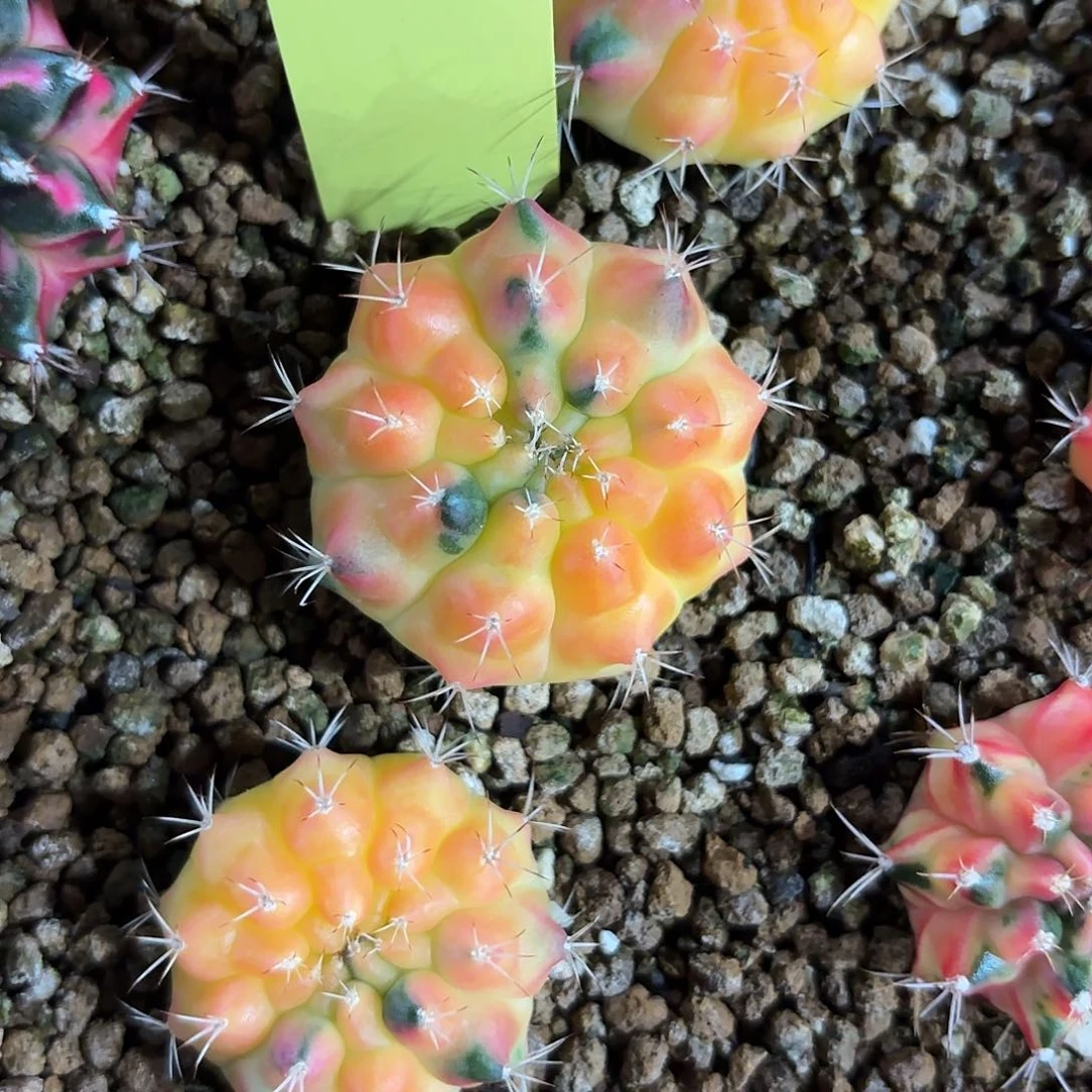 36-0701泰国发货多肉