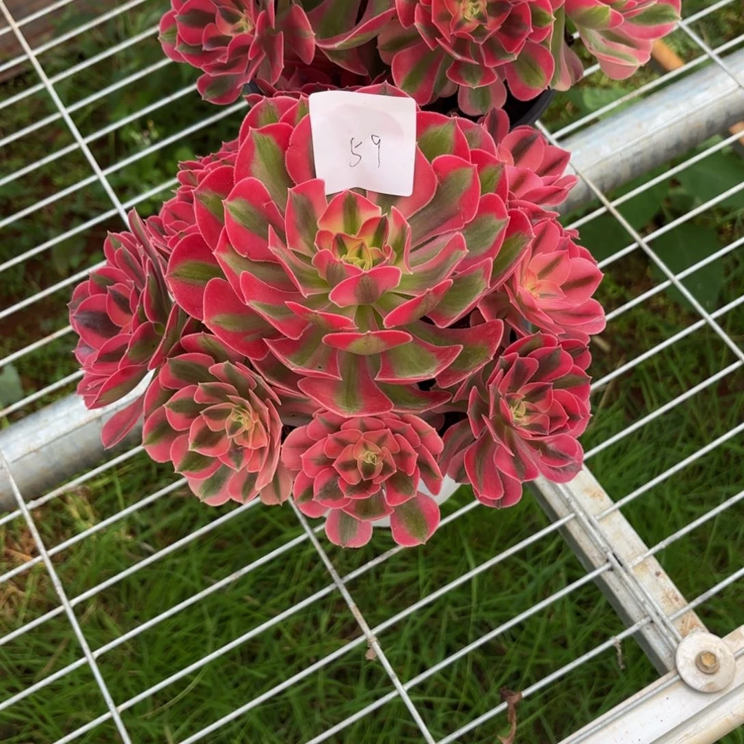 云南水蜜桃好看59号000