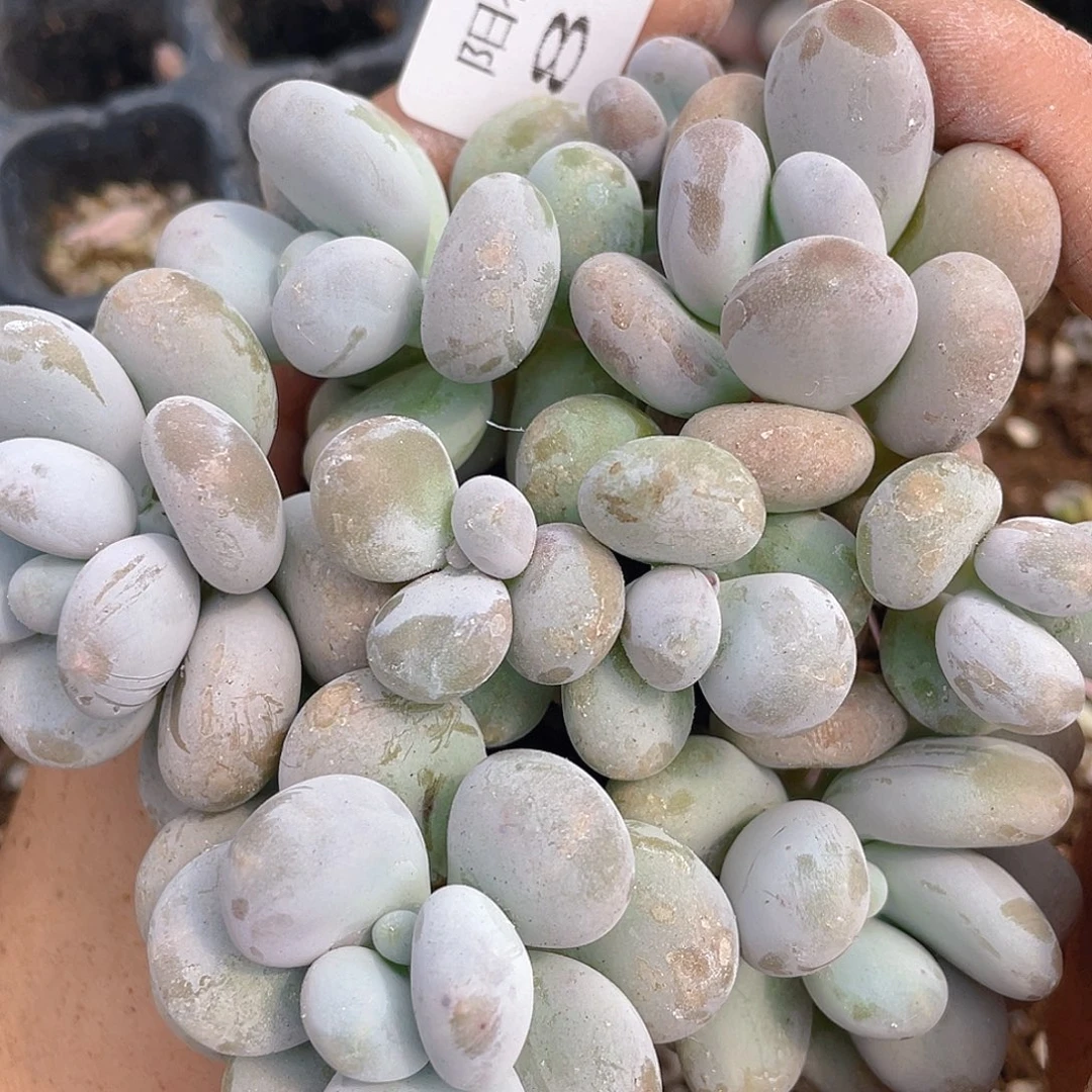 多肉植物多肉植物830