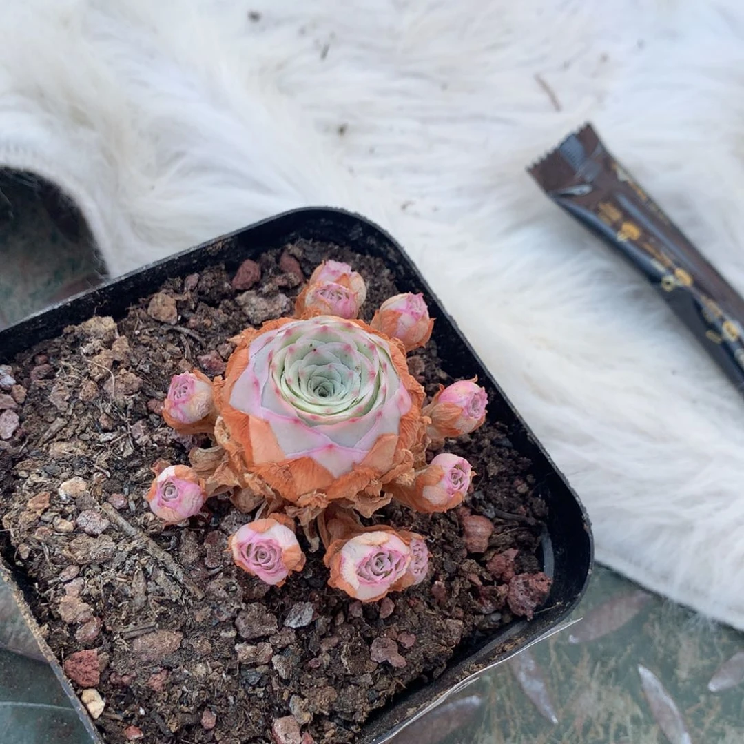 秋夕群320一一一