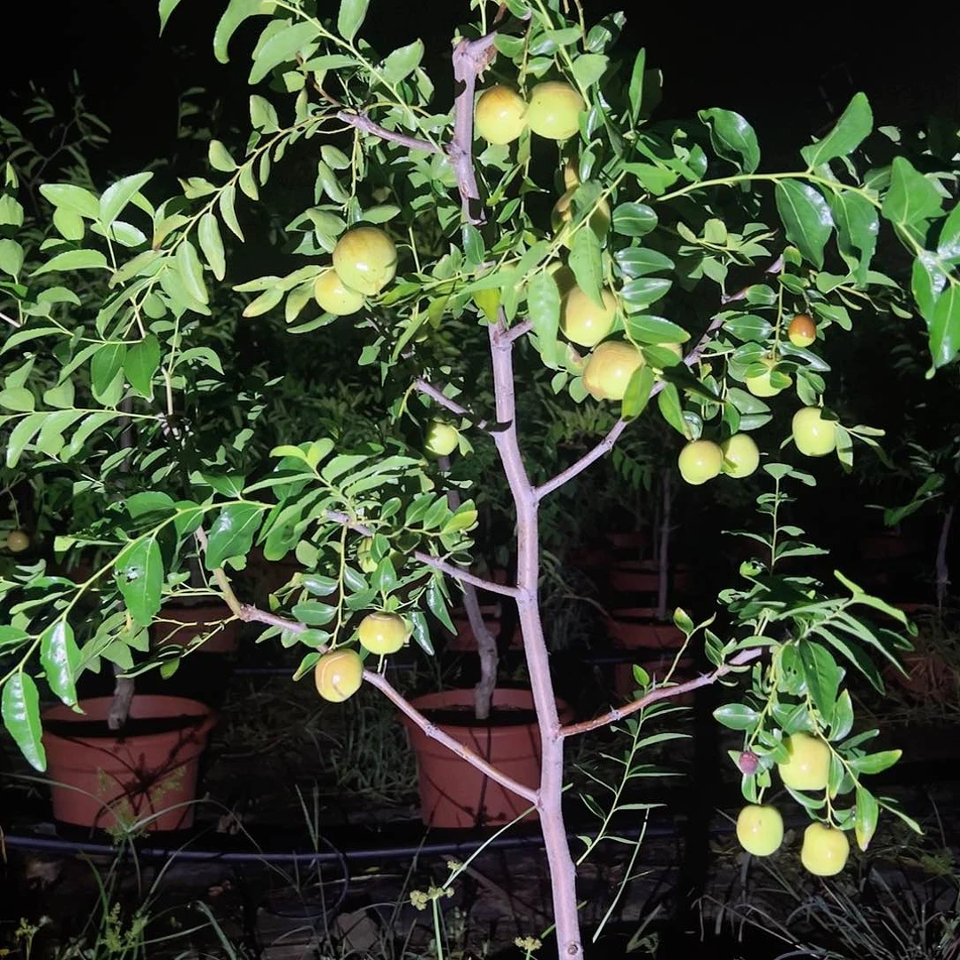 无花朵枣树种植技术研究中心