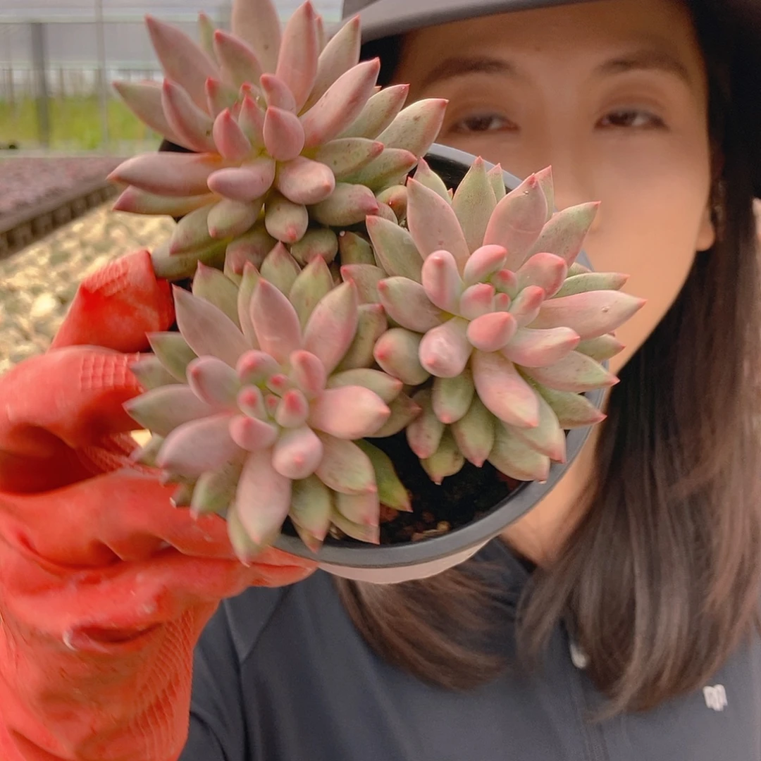 各种虞美人拍多颗发不同个体