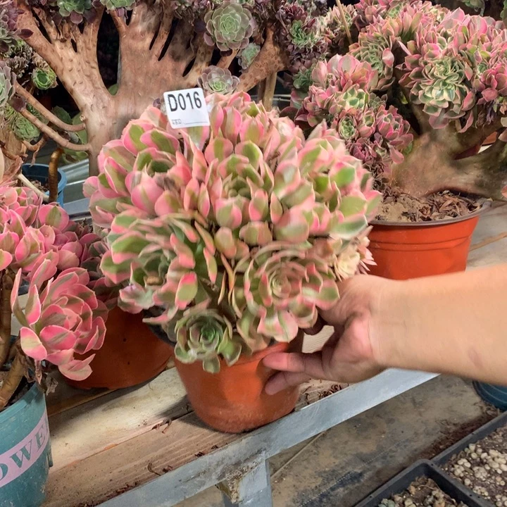 016粉女郎绣球多肉法师