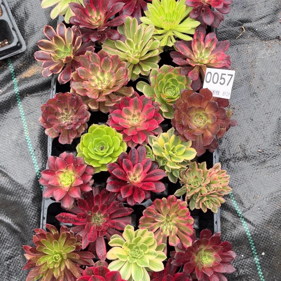 25棵，品种有可能会有重复