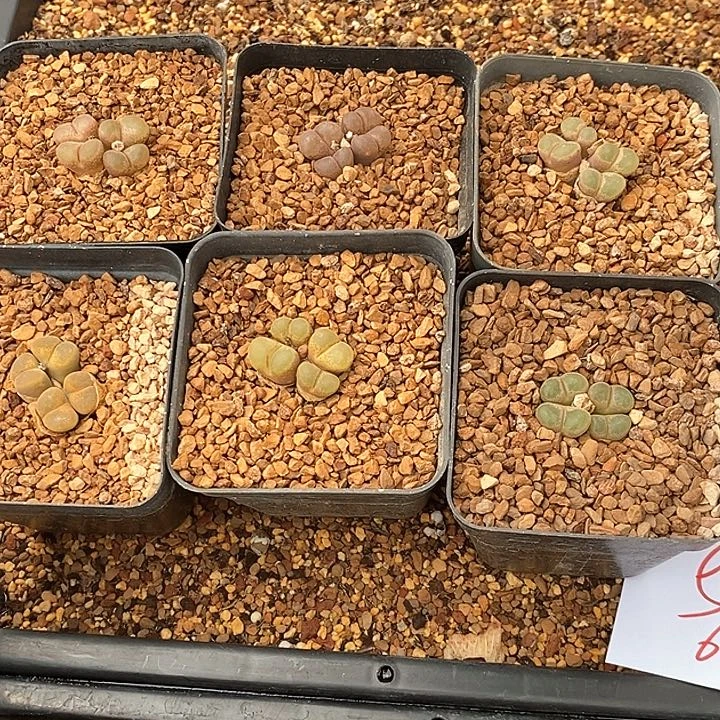 1364一组风铃一组