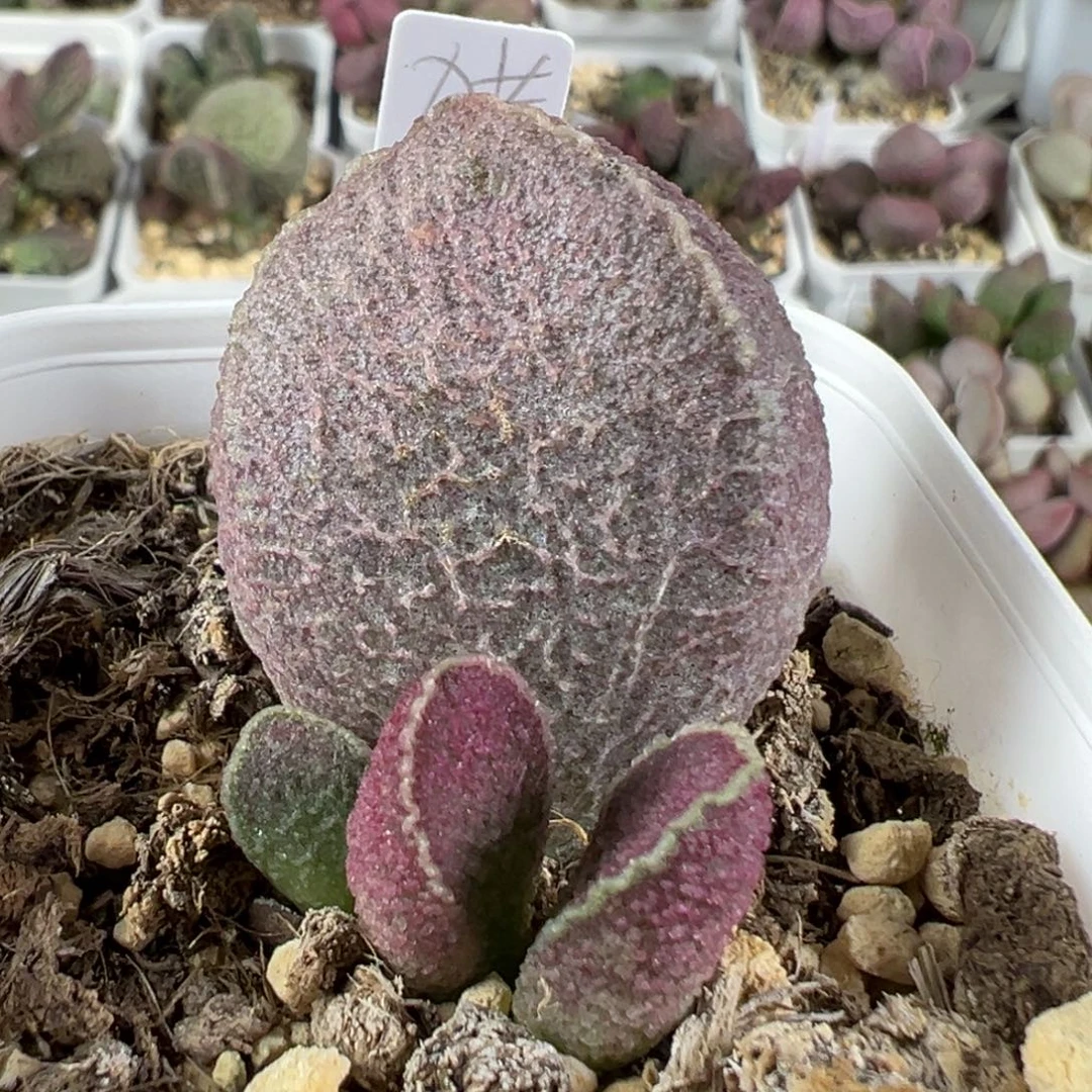 w哈莫猪肝多肉植物水泡