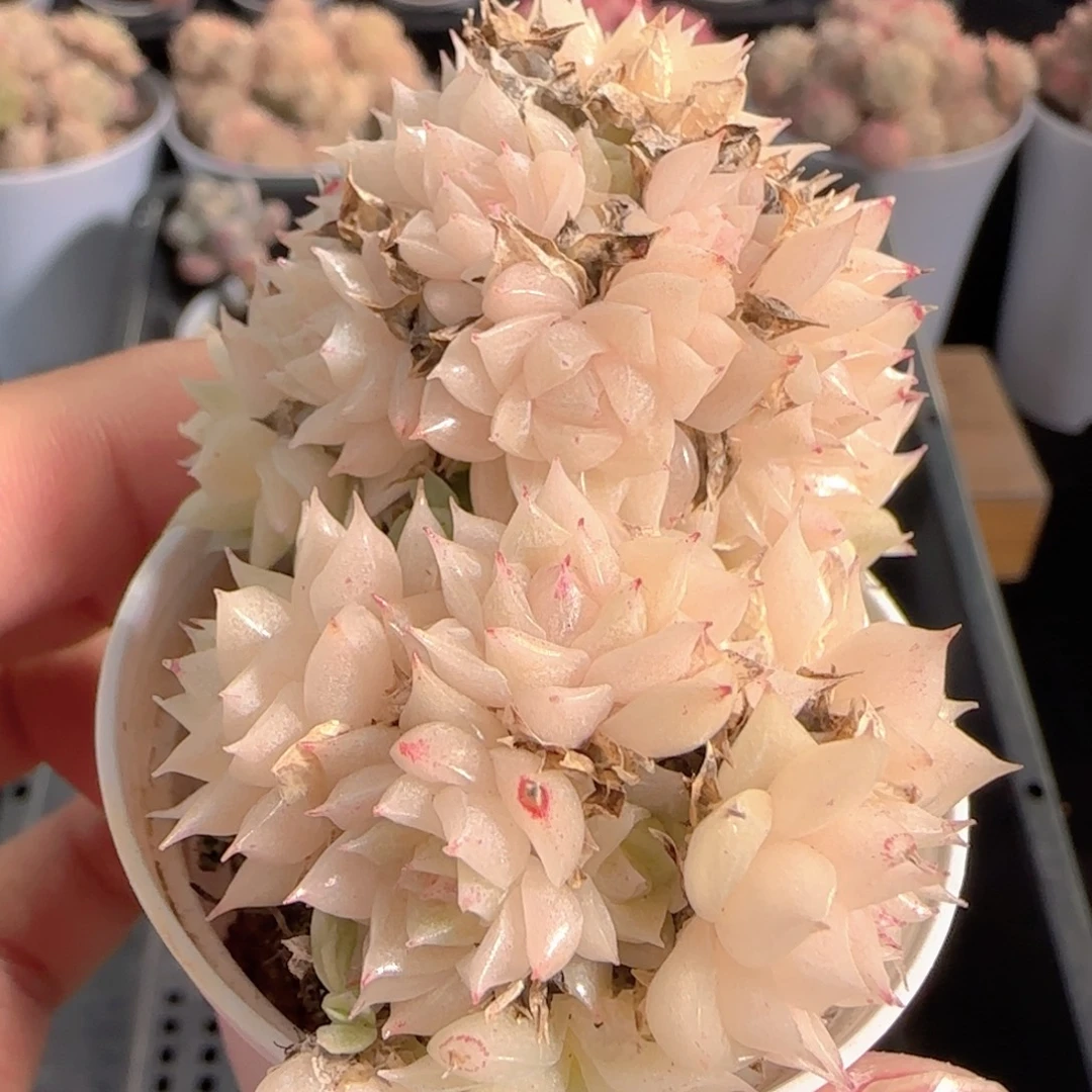 多肉1231-141优选麦秆群