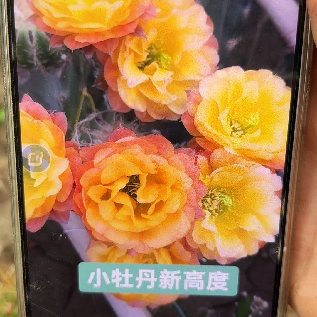 三红分小牡丹无根侧牙