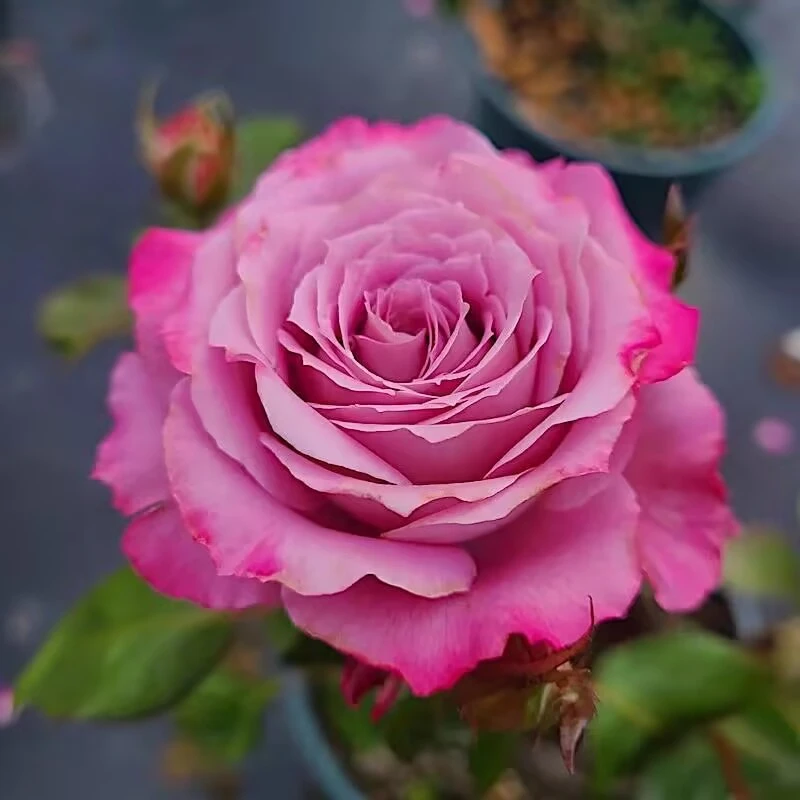 玛丽蒂姆/ 碧海切花多季节开花好养耐开阳台庭院盆栽植物抗病月季
