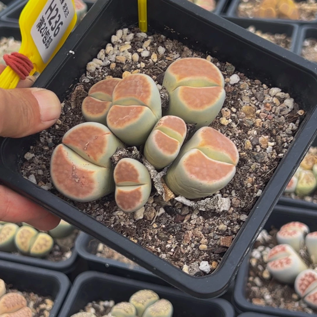 235 生石花大群生大群生