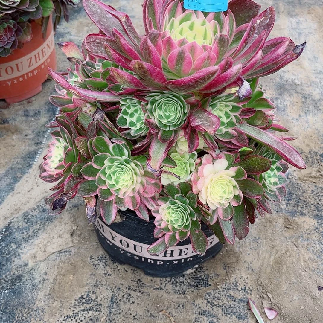 一**善多肉植物西施767