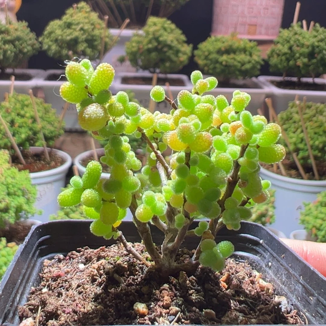 008金桔一物一拍带盆土发货