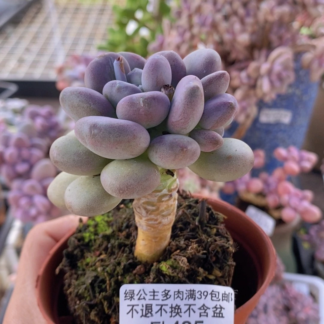 月美人5cm485多肉