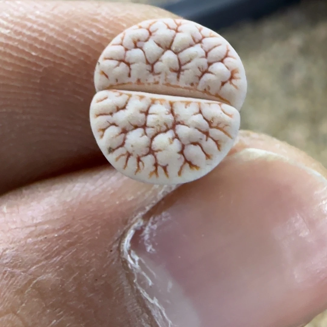 393 福利生石花大棚直播