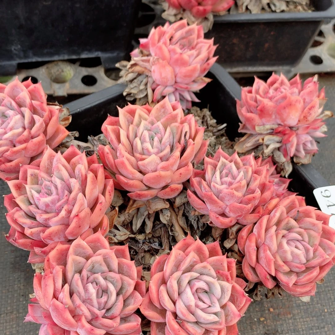 9471新年快乐发发发