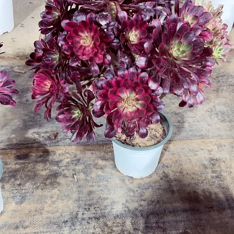 丽娜多肉法师52号