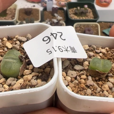 246 好看的多肉冲冲冲。
